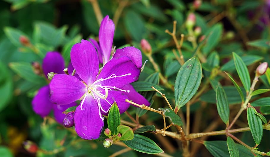 chinese, larkspur, delphinium, flower, nature, purple, flora