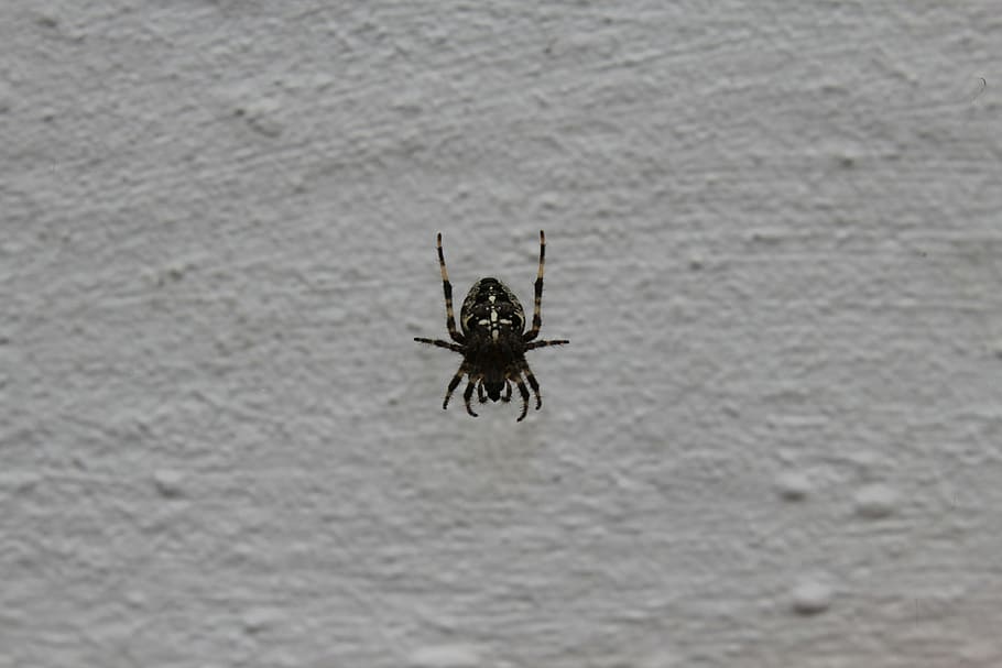 spider, araneus, cobweb, true orb weaver, arachnid, animals HD wallpaper