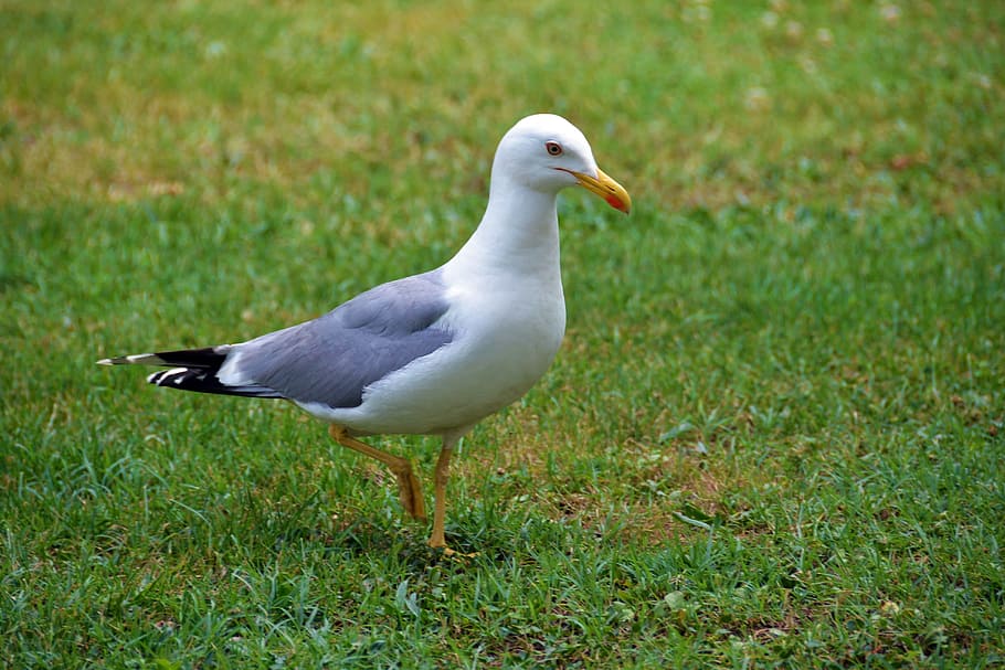 seagull, bird, grass, green, animal, seabird, wing, one animal HD wallpaper