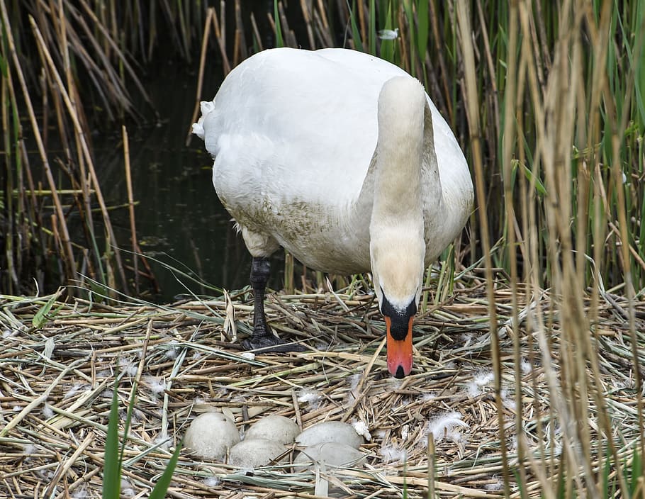 swan, eggs, b, bird, nature, nest, white, wild, wildlife, water HD wallpaper