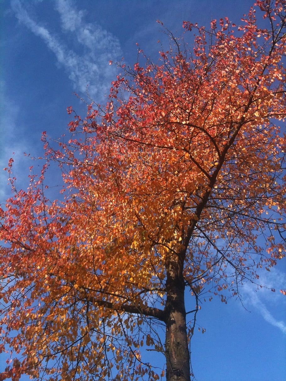 tree, leaves, sky, old tree, natural, nature, trees, plant HD wallpaper