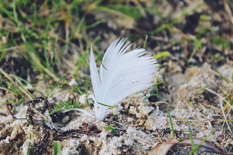 Spring, Ground, Grass, Sand, Airy, bird feather, animal springs HD wallpaper