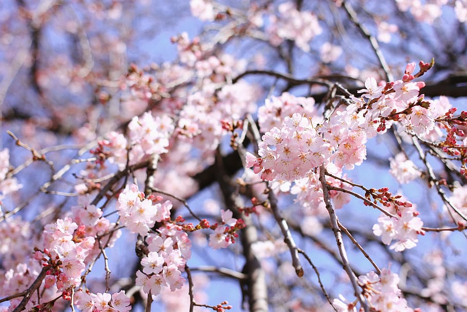 Cherry blossom branch, nature, pink Color, tree, springtime, japan HD wallpaper