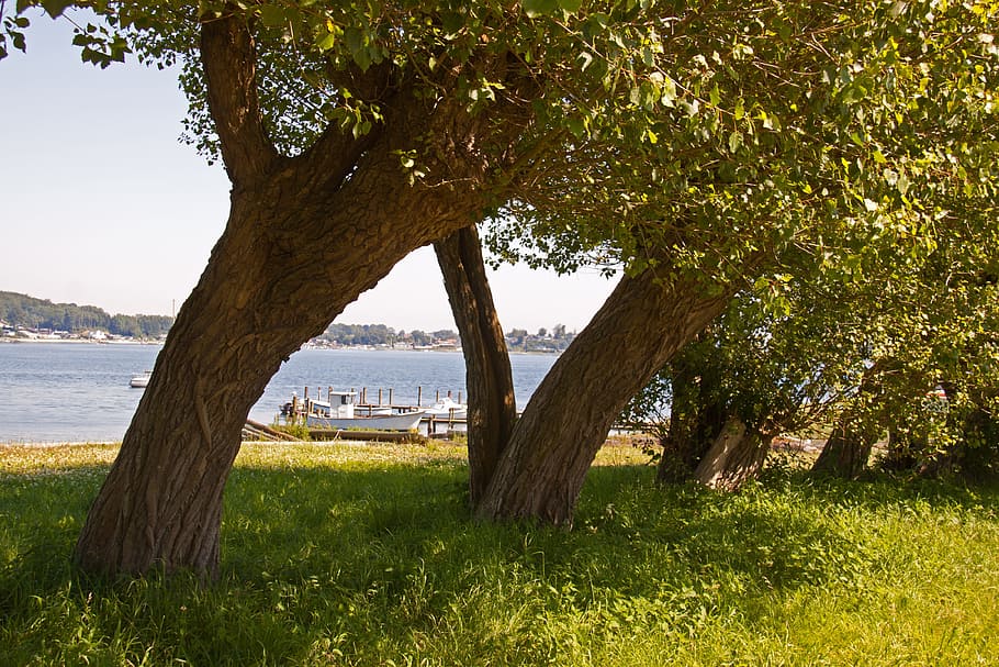 trees, tree trunks, foliage, leaves, grass, sea, outdoor, denmark HD wallpaper