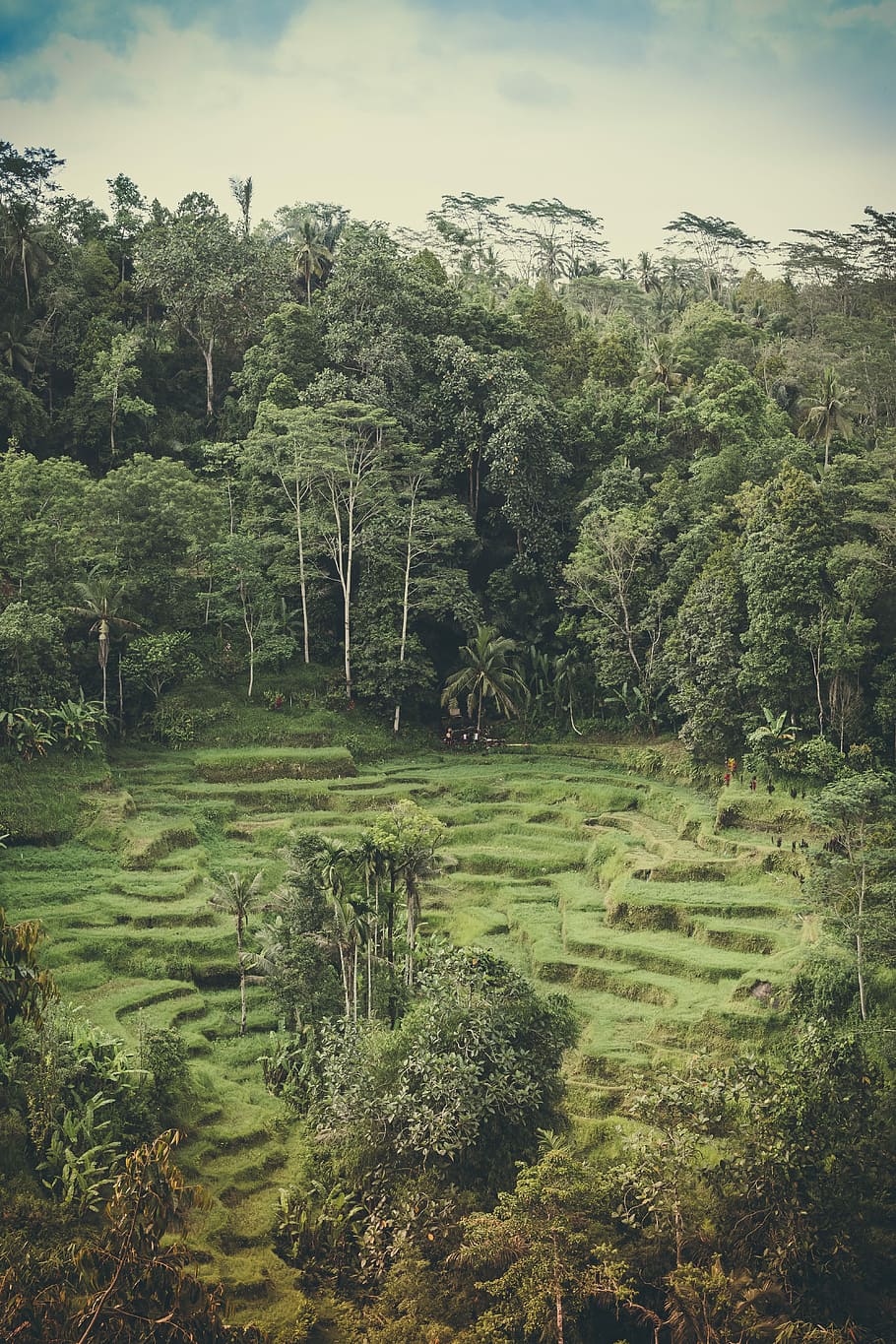 Rice field in Ubud, Bali island, rice terraces between green trees, HD wallpaper