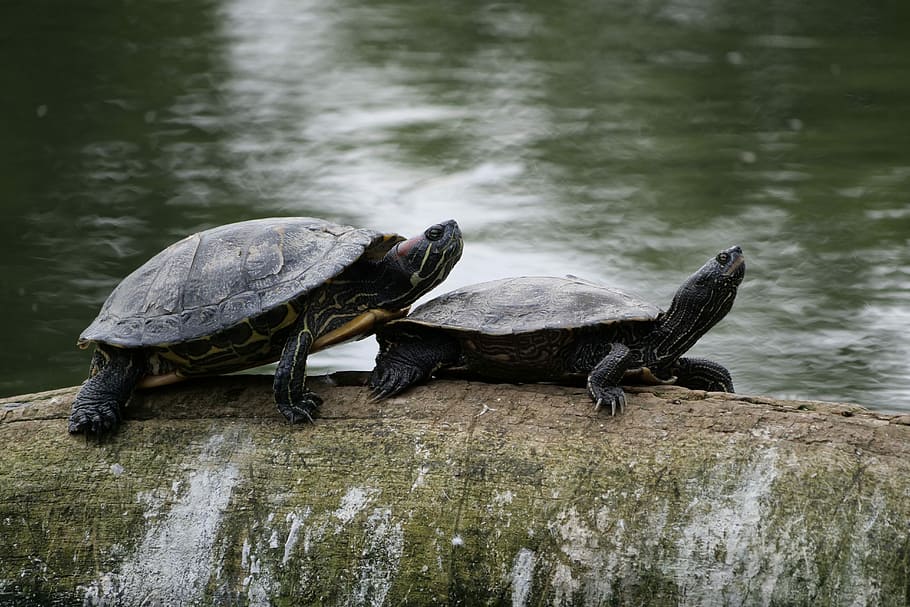 turtles, nature, water turtle, tortoise shell, waters, reptile HD wallpaper