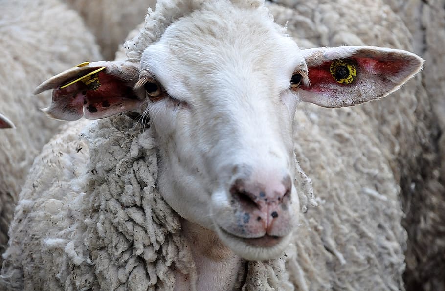 sheep, animal, livestock, mammal, animal themes, domestic animals HD wallpaper