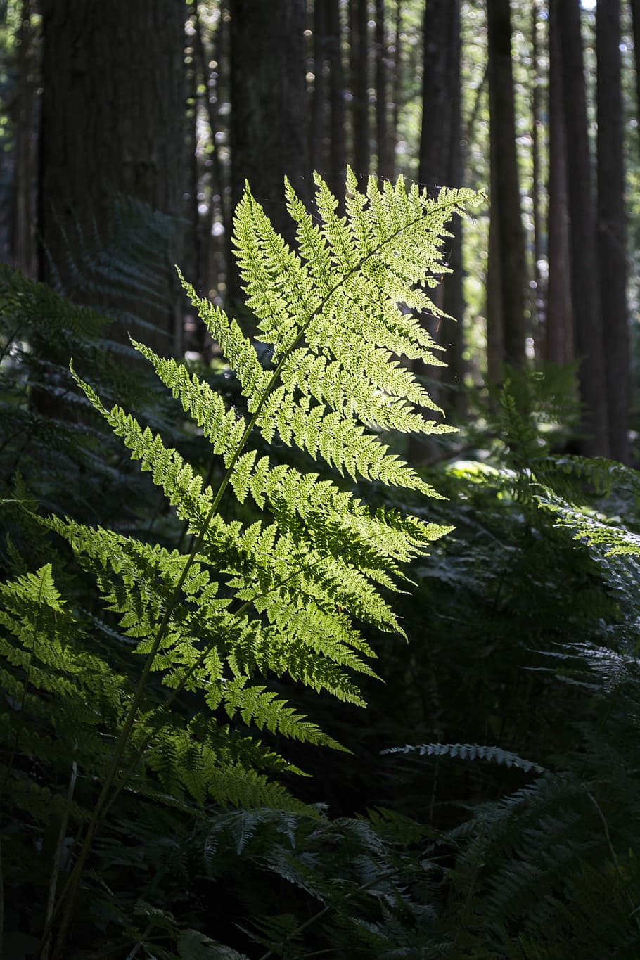close-up photo of green fern plant, Forest, Path, Magic, Magical, HD wallpaper