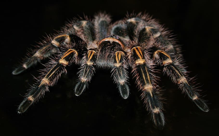 Grammostola pulchripes closeup photography, tarantula, spider, HD wallpaper