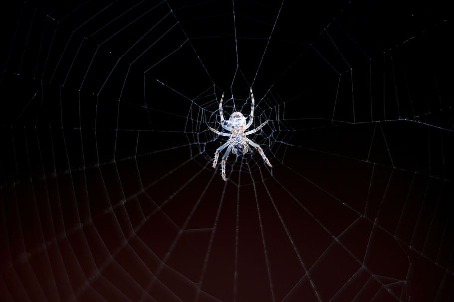 spider, cobweb, network, nature, close, insect, macro, arachnid HD wallpaper