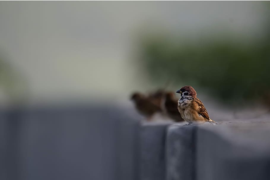 Eurasia Tree Sparrow, selective focus photography of sparrow bird HD wallpaper