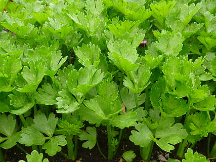 green leaves, celery, vegetable, agriculture, leaf, nature HD wallpaper