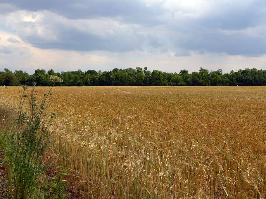 summer, field, cereals, cornfield, clouds, landscape, plant HD wallpaper