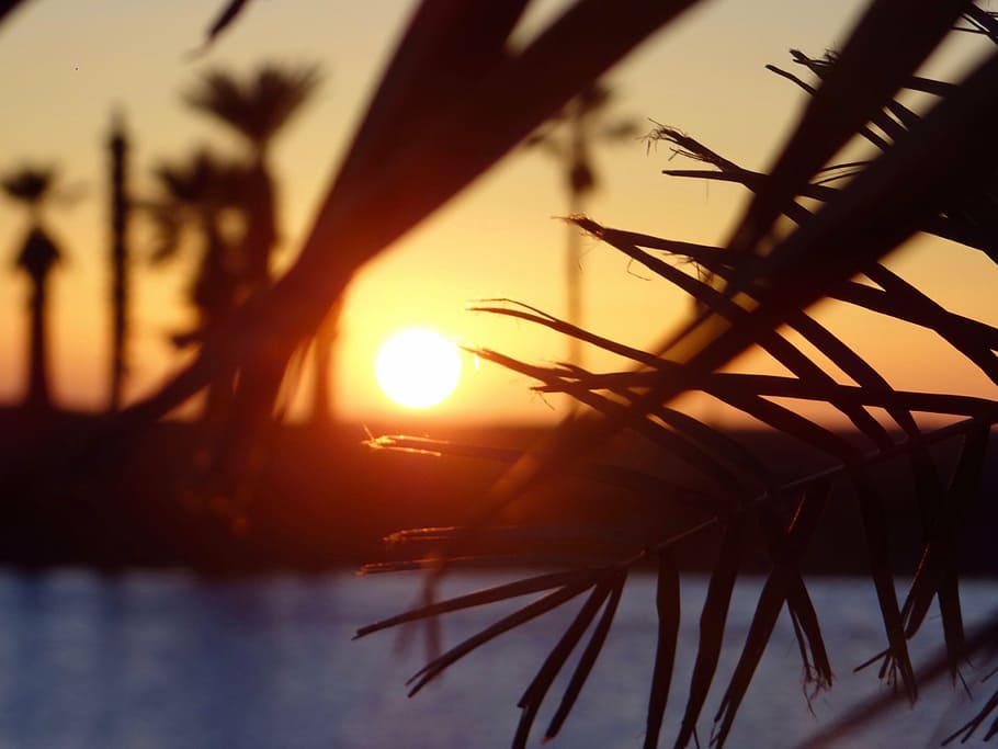 sunset, beach, palms, sky, plant, sunlight, nature, tree, silhouette HD wallpaper