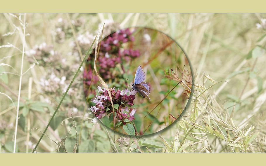 butterfly, background, screen, blue, oregano, prairie, flower HD wallpaper