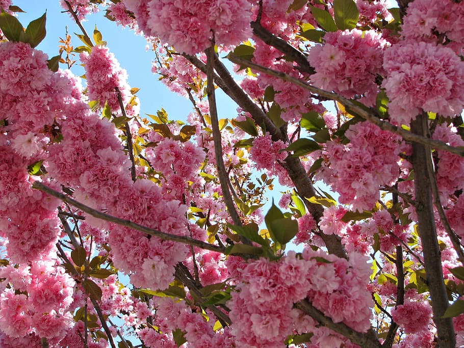 Cherry, Tree, Blossom, Blossoms, Spring, nature, colors, pink HD wallpaper