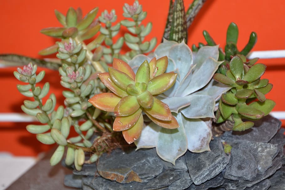 cactus, composition, gift, offer, event, flower fat, succulent HD wallpaper