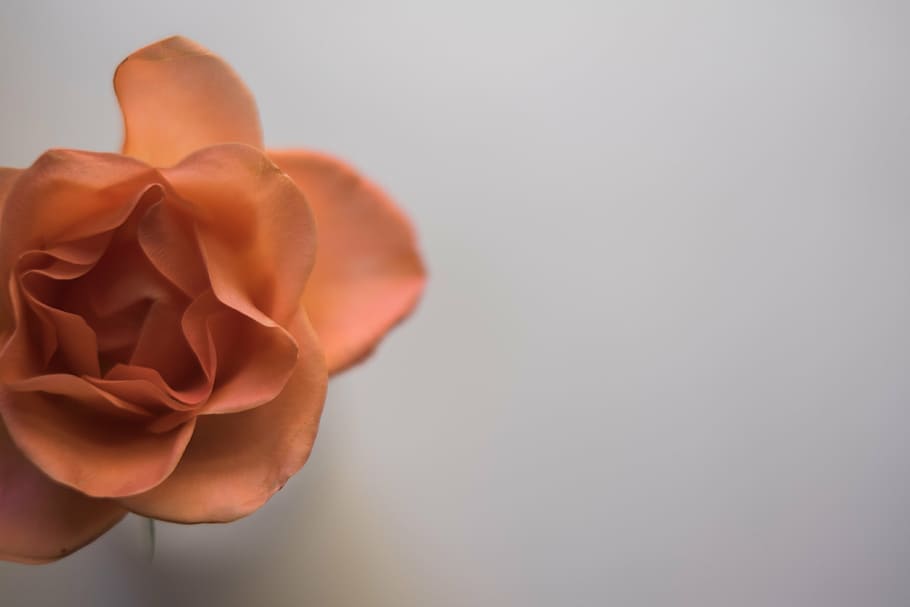 beige petaled flower on white surface, bloom, blur, rose - Flower HD wallpaper