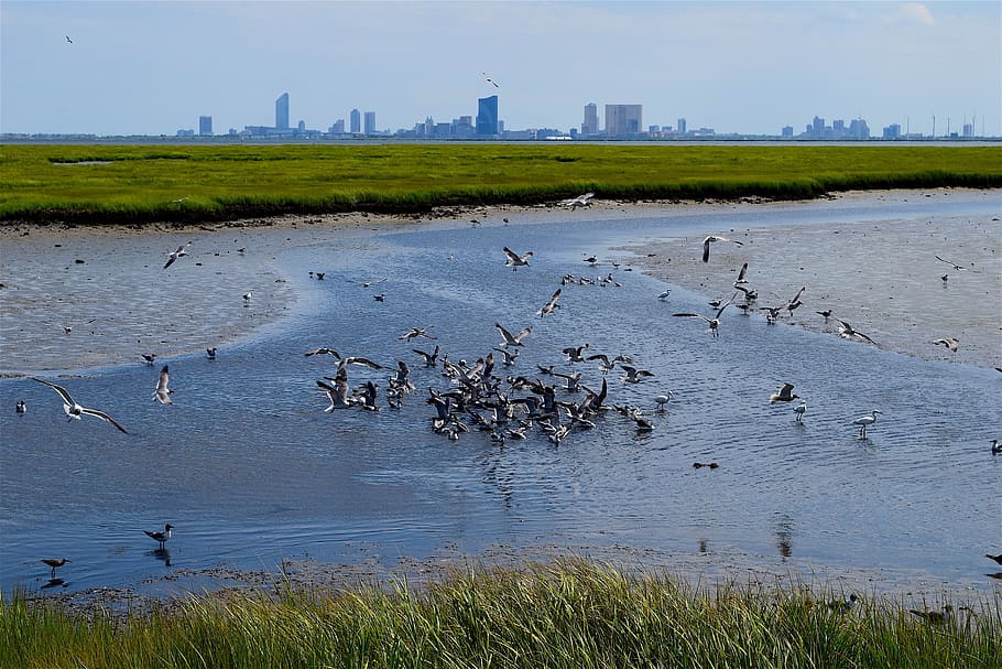 marsh, water, birds, grass, nature, landscape, green, wetland HD wallpaper