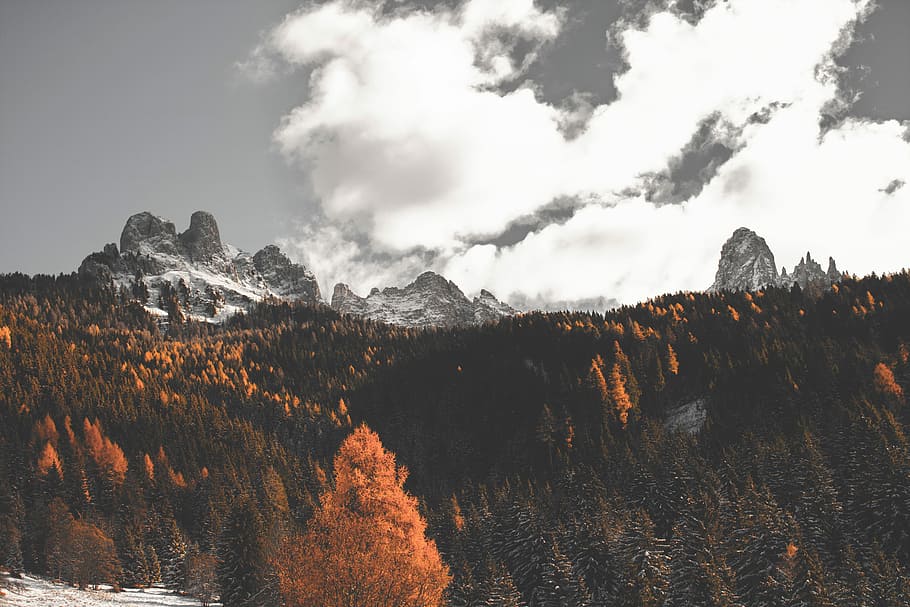 brown leafed tree lot under gray sky, landscape photography of pine trees near mountain HD wallpaper