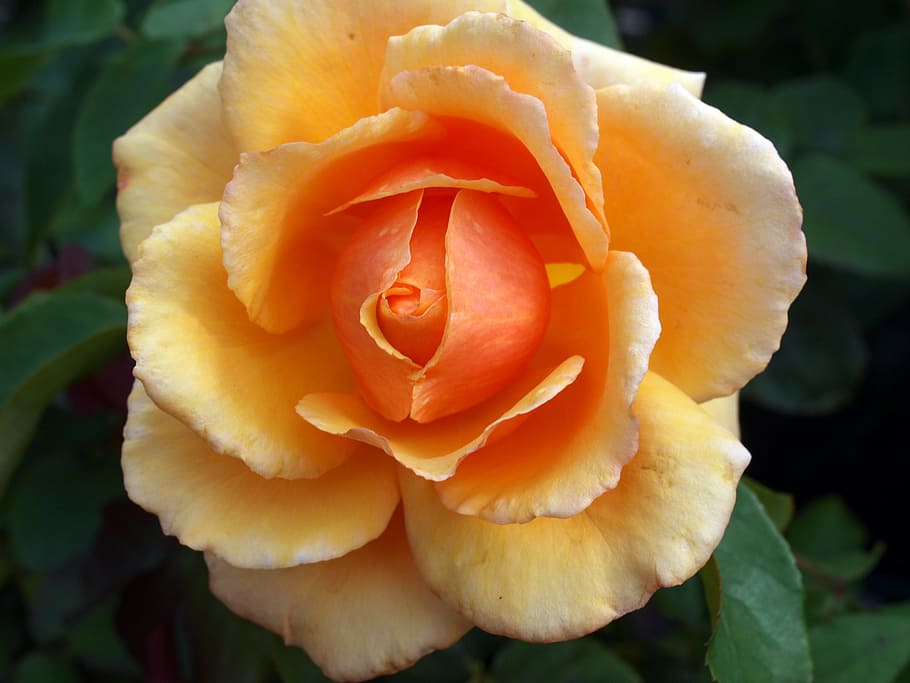 flower, roses, bloom, orange, flowering plant, beauty in nature HD wallpaper