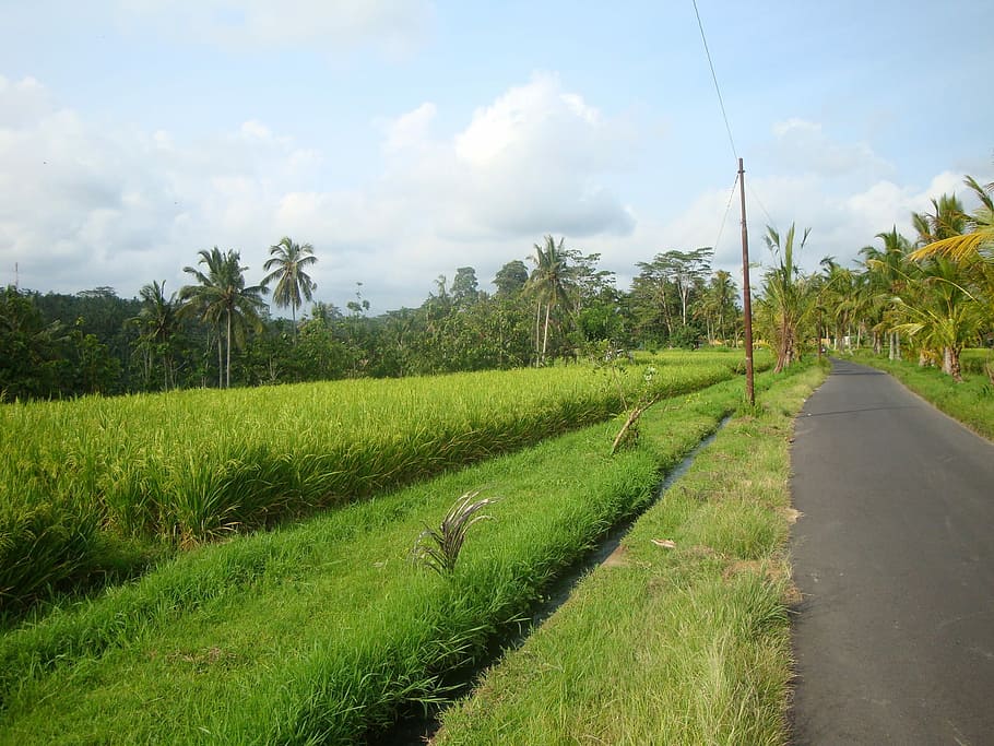 Bali, Ubud, Ricefields, agriculture, rural scene, farm, landscape