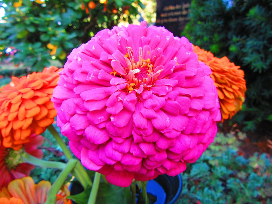 macro, flower, zinnia, flowering plant, petal, beauty in nature HD wallpaper