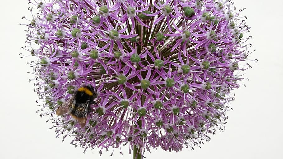 bee, hummel, plant, insect, pollination, summer, blossom, bloom HD wallpaper