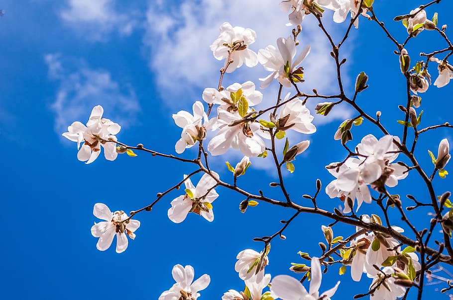 white magnolia flower low-angle photography, flowers, spring, HD wallpaper