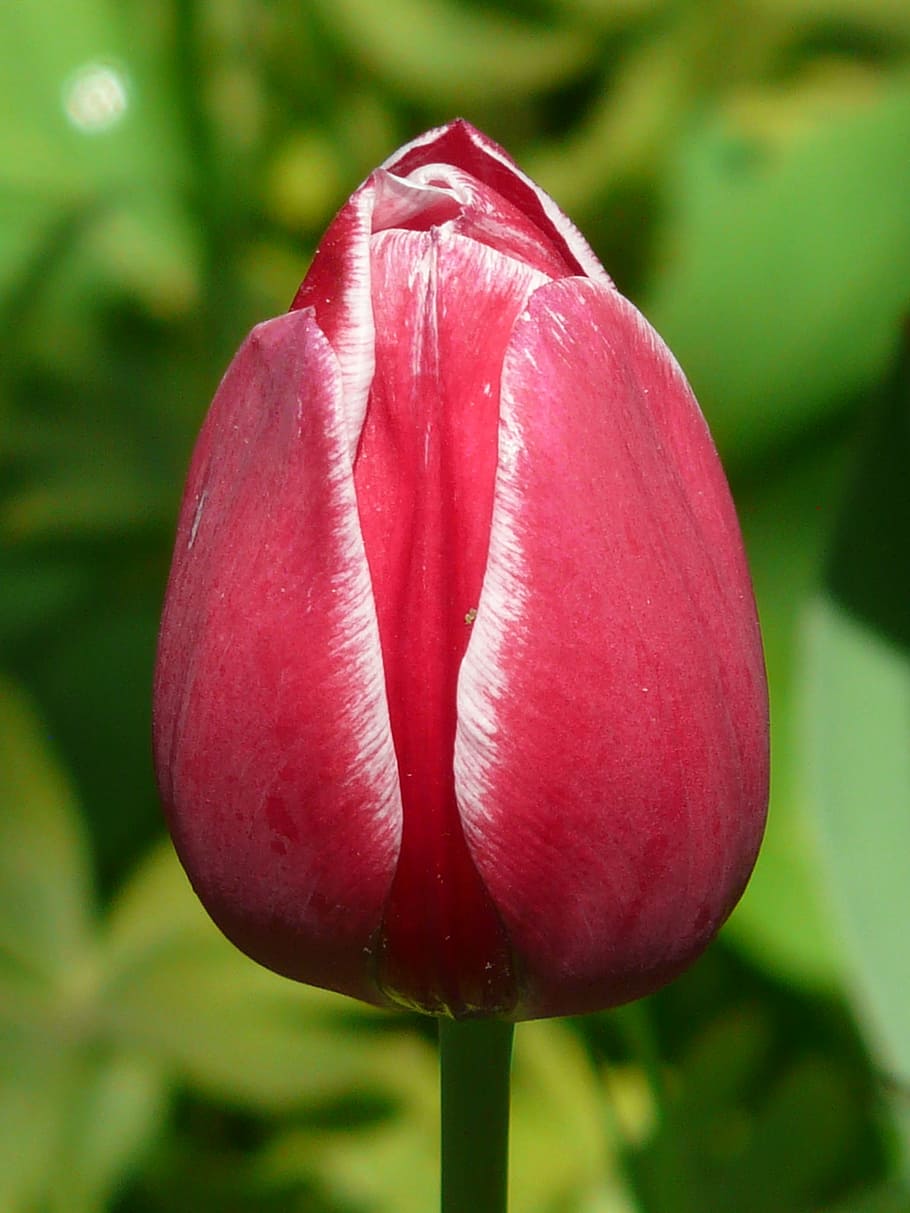 red tulips bud, white, back light, beautiful, tulpenbluete HD wallpaper