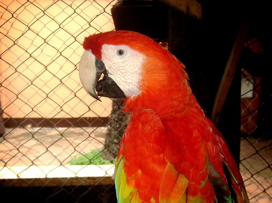guara, ara macao, red, animal themes, bird, vertebrate, parrot HD wallpaper