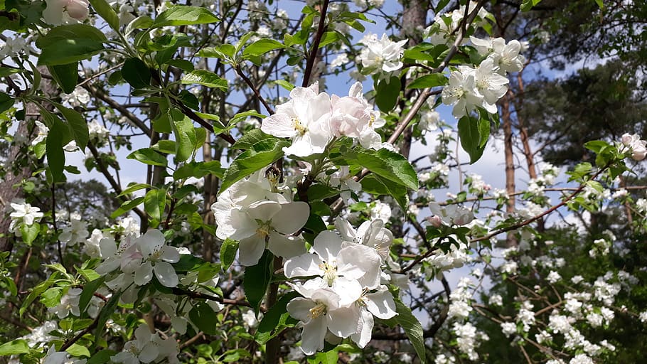 plant, branch, nature, sheet, flower, flowering plant, beauty in nature HD wallpaper