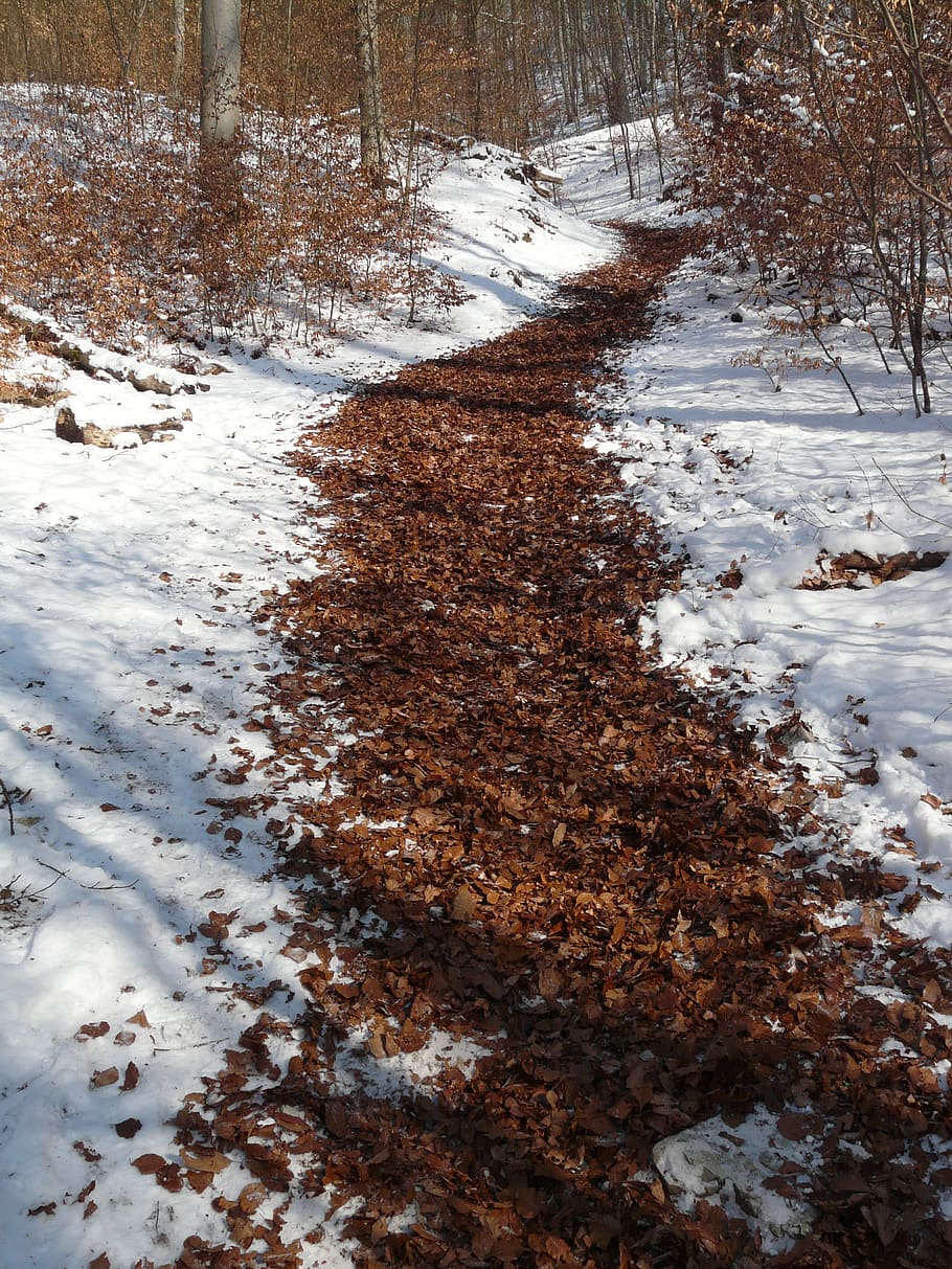 migratory path, trail, winter, run, snow, wintry, snowy, cold HD wallpaper