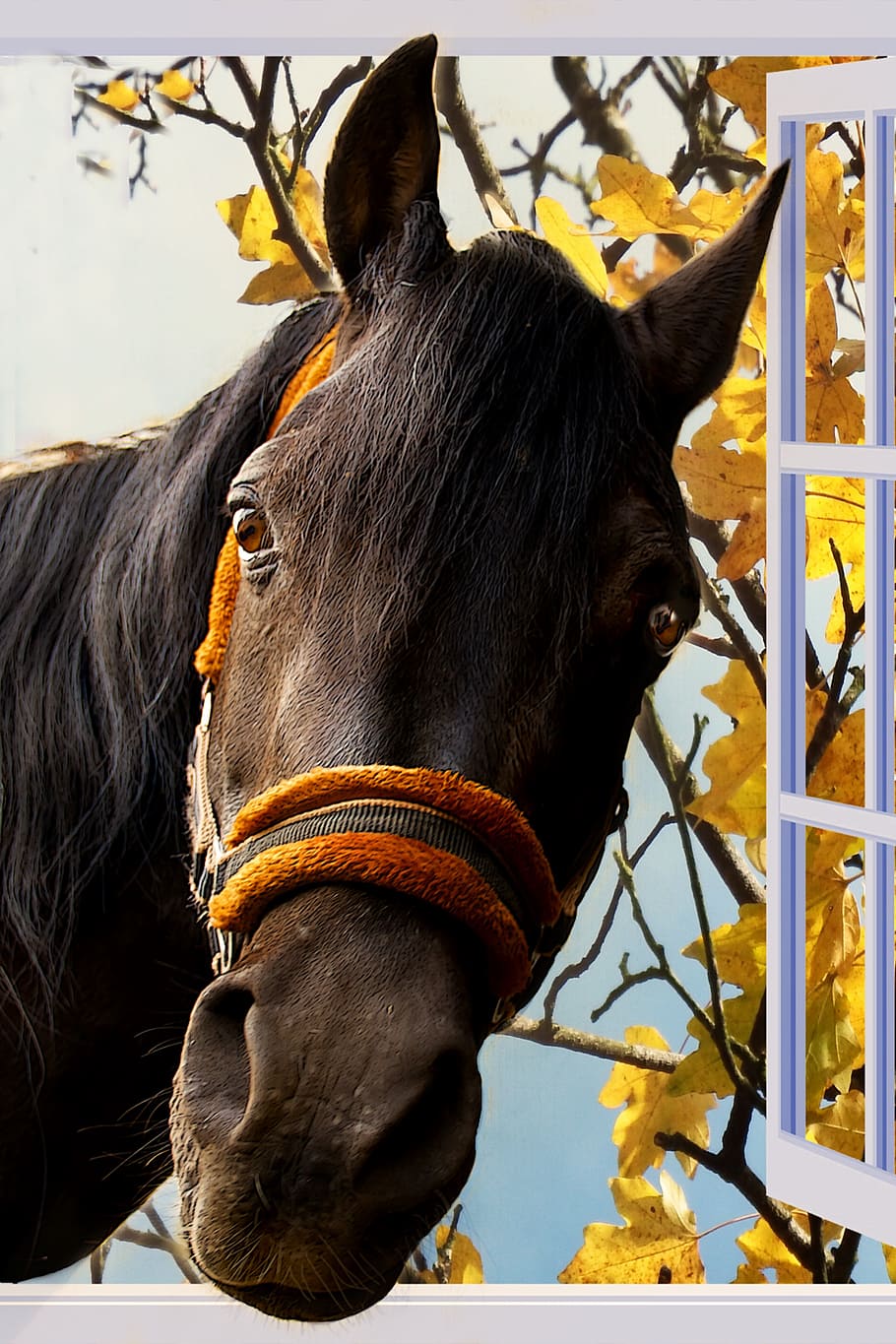 photo of black horse, window, imposing, window frames, neugirede HD wallpaper