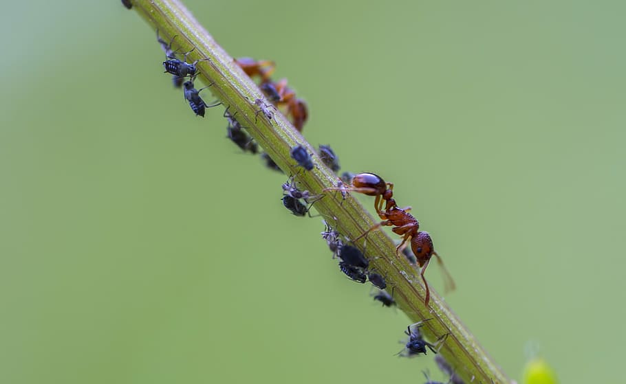 red and black ants on plant, red ant, louse, lice, aphid, infestation, HD wallpaper