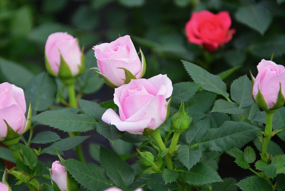 HD wallpaper: pink, garden, flower, color pink, buttons roses, bud ...