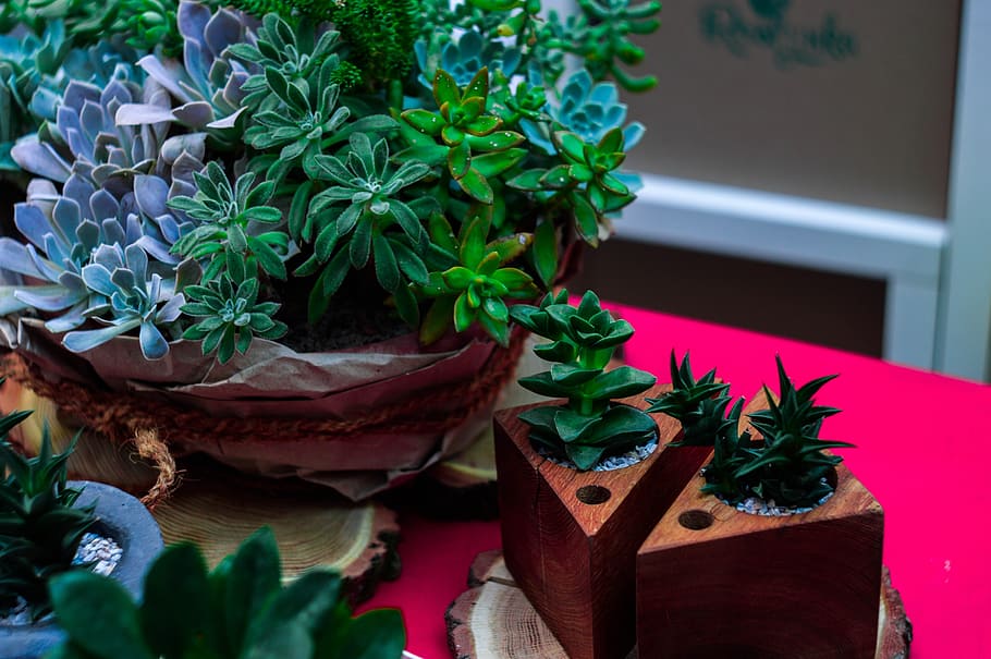 green, leaf, plant, nature, flower, pot, plant part, growth HD wallpaper