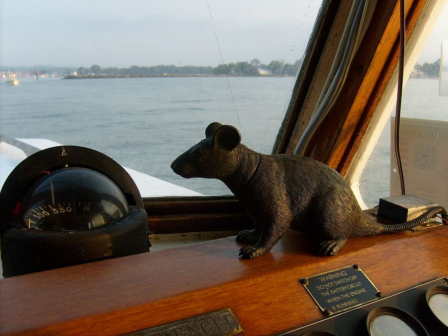 rat, fake, boat, compass, water, mouse, toy, rodent, mascot HD wallpaper