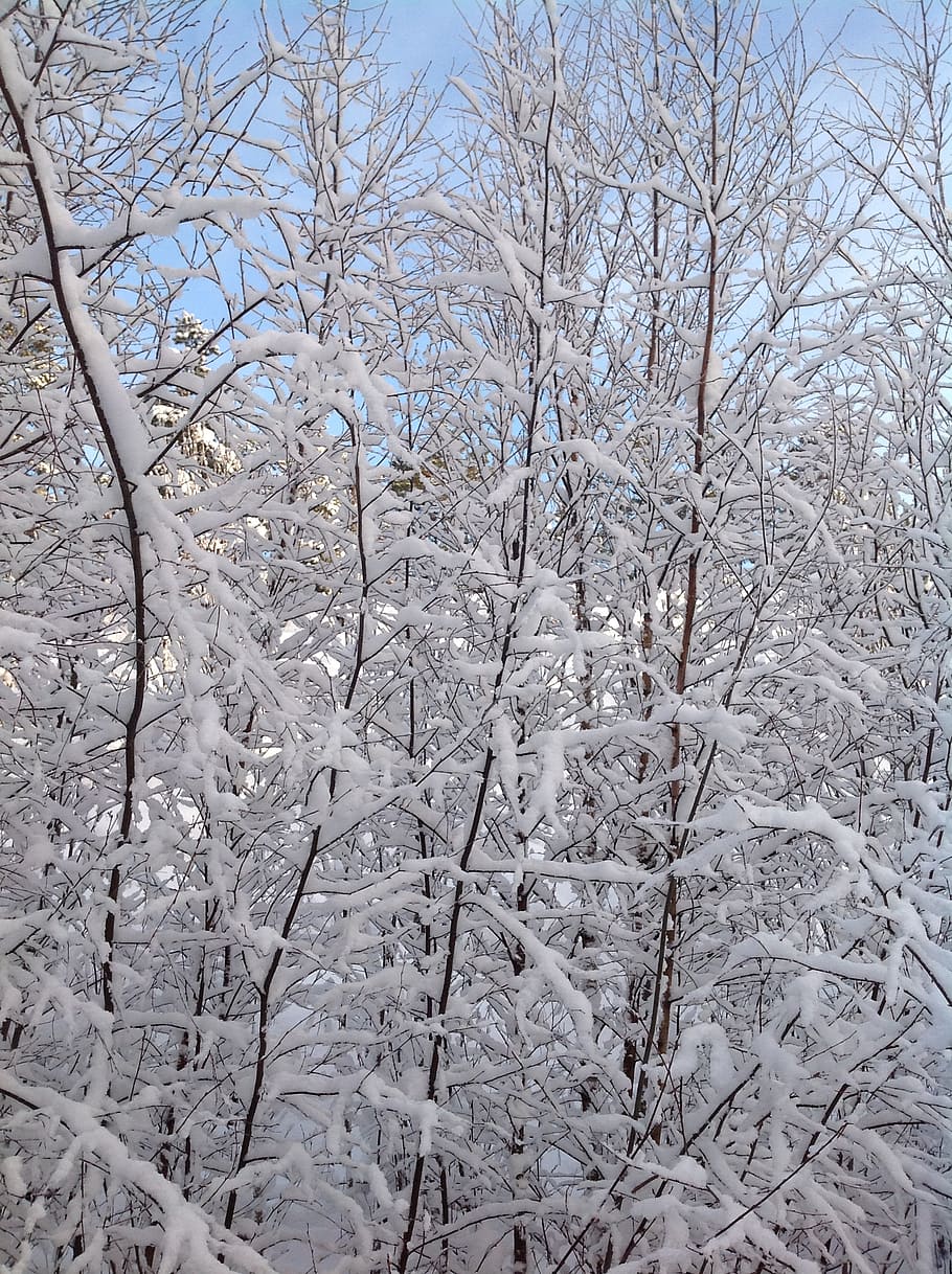 snow, branches, winter, snowy, tree, cold temperature, plant HD wallpaper