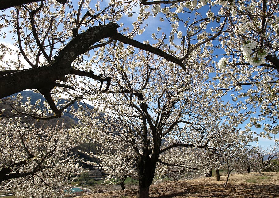 cherry trees, white, flower, trunks, nature, contrast, plant HD wallpaper