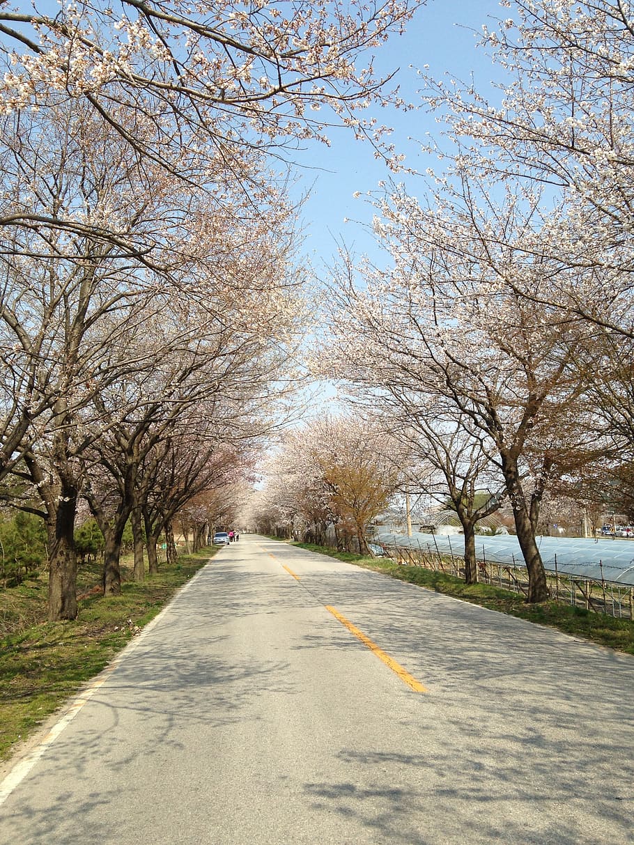 cherry flowers, spring, gil, tree, the way forward, road, direction HD wallpaper