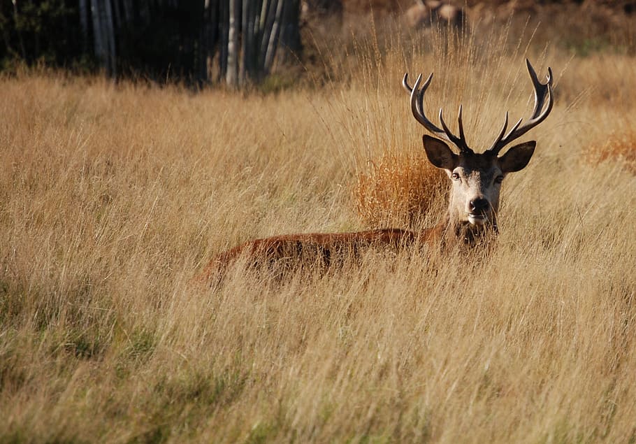 brown reindeer on grass field, red deer, stag, cervus elaphus, HD wallpaper