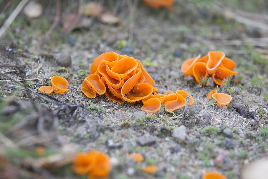 mushroom, orange, plant, no people, nature, selective focus HD wallpaper