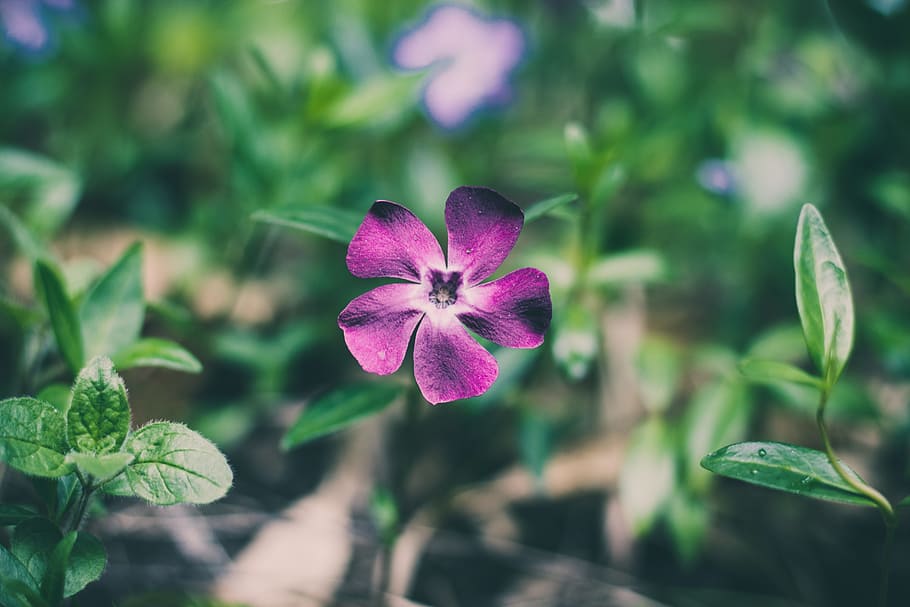 pink flowers, shallow focus photography of purple flower, nature HD wallpaper