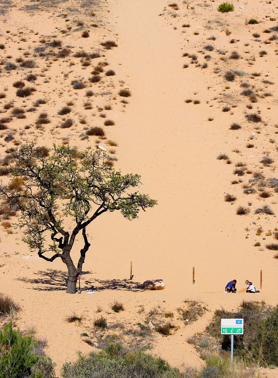 arenal, desert, tree, landscape, sands, dunes, nature, plant, HD wallpaper