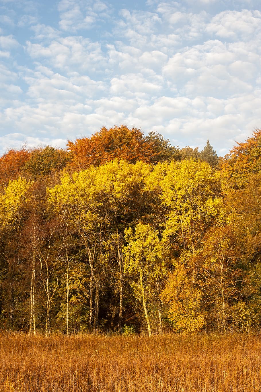 Forest, Trees, Defoliation, autumn, nature, change, landscape HD wallpaper