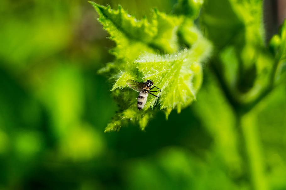 insect, close, nature, unknown insect, animal wildlife, animals in the wild HD wallpaper