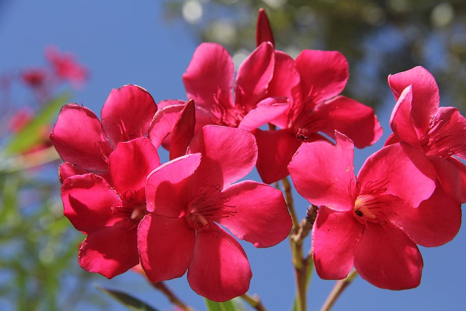 flowers, nature, landscape, flowering plant, fragility, vulnerability HD wallpaper