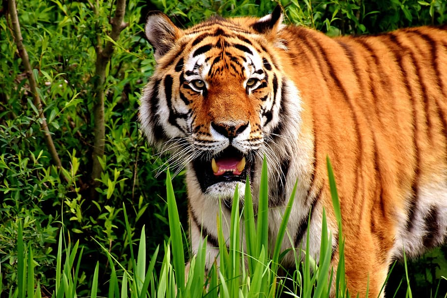 tiger on grass, predator, fur, beautiful, dangerous, cat, wildlife photography HD wallpaper