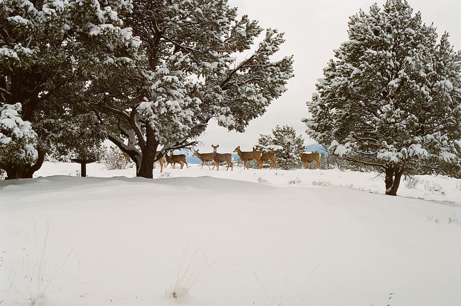 deer, animals, snow, winter, cold, trees, cold temperature HD wallpaper